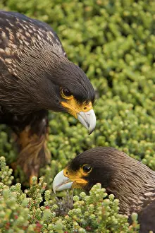 Caracara: Striated Caracara