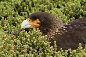 Caracara: Striated Caracara