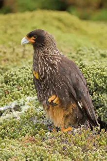 Caracara: Striated Caracara