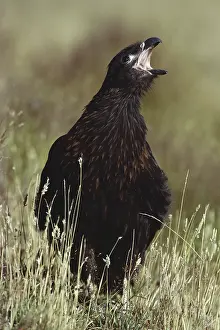 Caracara: Striated Caracara