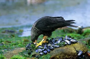 Mussels: Striated Caracara - feeding on mussels