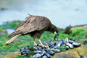 Mussels: Striated Caracara (Johnny Rook) - feeding on mussels