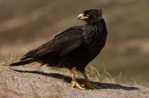 Caracara: Striated Caracara or Johnny Rook (Phalcoboenus