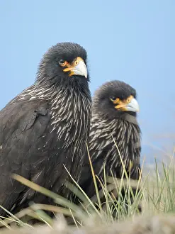 Curious: Striated caracara or Johnny Rook, rare bird of prey