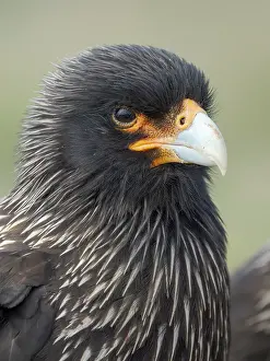 Curious: Striated caracara or Johnny Rook, rare bird of prey