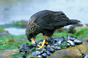 Mussels: Striated Caracara / Jonny Rook - feeding on mussels