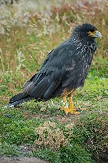 Caracara: Striated Caracara (Phalcoboenus australis), also