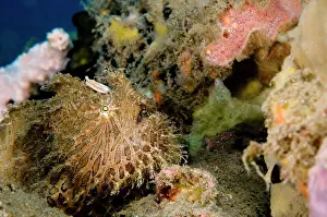 Striatus: Striated Frogfish