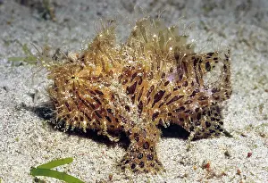 Striatus: Striated frogfish (Antennarius striatus), Pacific
