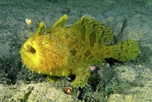 Auscape International: Striated frogfish - common in Sydney Harbour