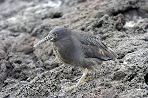 Sundevalli: Striated Green Heron