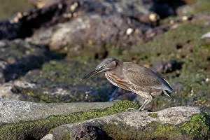 Butorides: Striated Green Heron of Galapagos