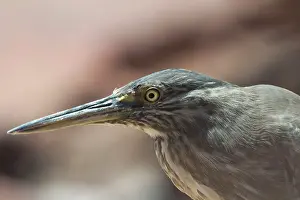 Butorides: Striated Heron