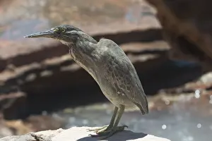 Butorides: Striated Heron