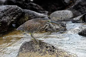 Butorides: Striated Heron