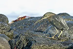 Striata: Striated heron