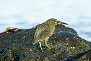 Striata: Striated heron
