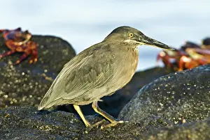 Striata: Striated heron