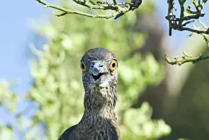 Striata: Striated heron