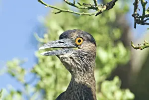 Striata: Striated heron