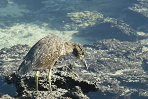 Striata: Striated heron