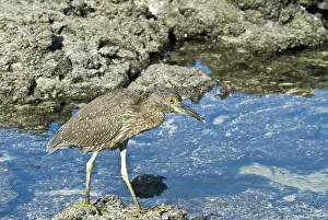 Striata: Striated heron