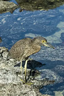 Striata: Striated heron