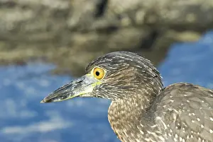 Striata: Striated heron