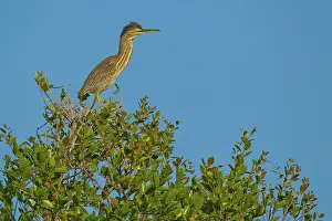Striata: Striated Heron