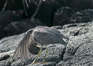Striatus: Striated Heron