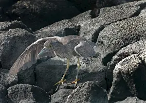 Striatus: Striated Heron