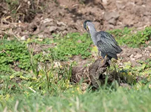 Striata: Striated Heron