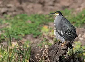 Striata: Striated Heron