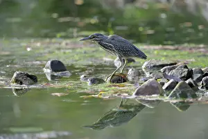 Sawai: Striated Heron
