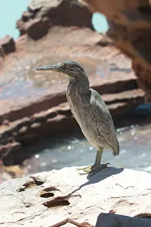Butorides: Striated Heron - This bird was roosting among rocks