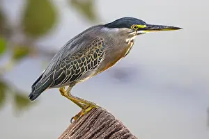 Striata: Striated Heron (Butorides striata) perched on t