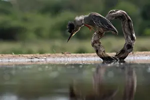 Striata: Striated heron (Butorides striata), Zimanga Game