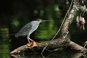 Arusha: Striated Heron / Green