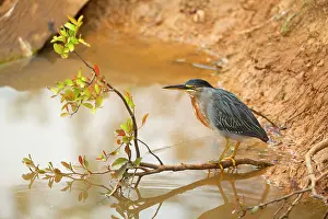 Striata: Striated Heron / Green-backed Heron - adult perched