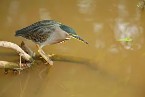 Striata: Striated Heron / Green-backed Heron - adult perched