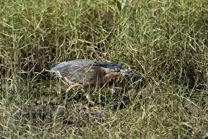 Butorides: Striated Heron / Mangrove Heron - creeping through