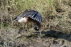 Butorides: Striated Heron / Mangrove Heron - preening