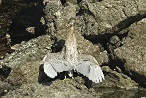 Striata: Striated heron thermoregulating