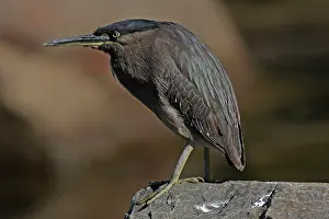 Striated: Striated / Mangrove Heron / Little Heron / Green-backed