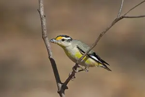 Uropygialis: Striated Pardalote