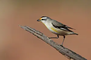 Pardalote: Striated Pardalote