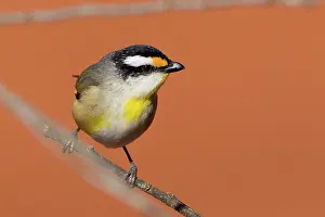 Crows: Striated Pardalote