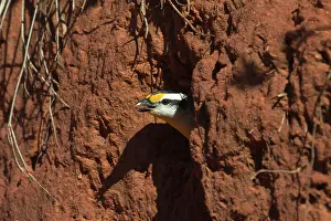Uropygialis: Striated Pardalote - Emerging from nest hole