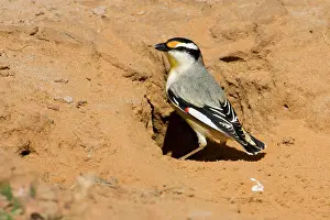 Uropygialis: Striated Pardalote - At the entrance to a nest