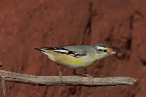 Uropygialis: Striated Pardalote - Near nest site